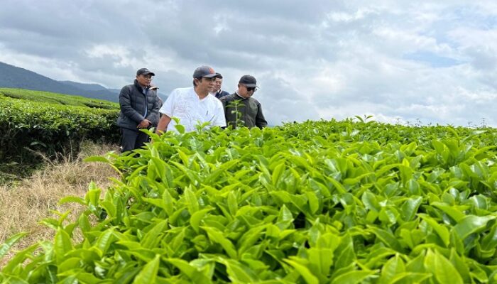 Transformasi Regional 4 Di Bawah Naungan PTPN IV PalmCo