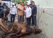 Masjid Ikhwaniyah Sembelih 13 Ekor Lembu