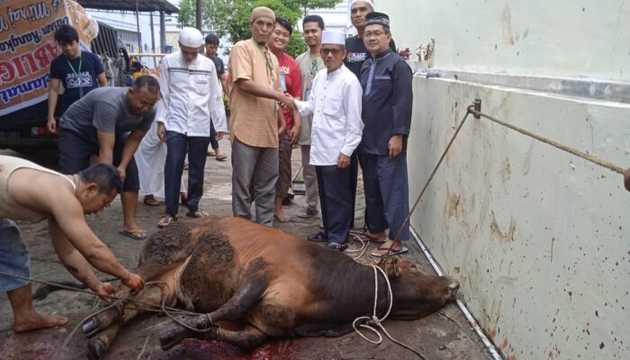 Masjid Ikhwaniyah Sembelih 13 Ekor Lembu