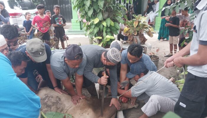 Warga Beringin Potong 12 Ekor Hewan Kurban