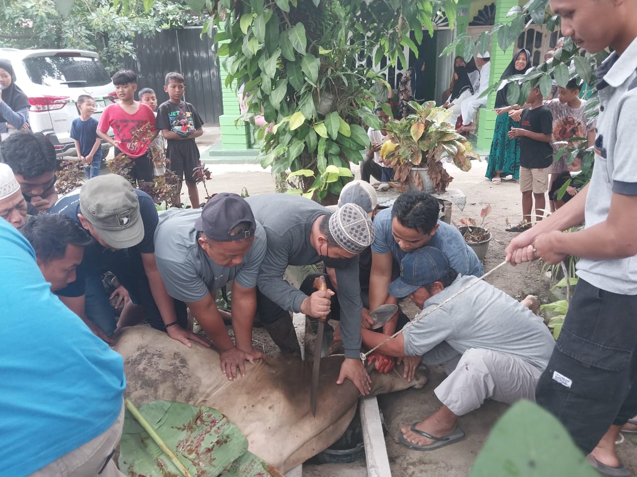 Warga Beringin Potong 12 Ekor Hewan Kurban