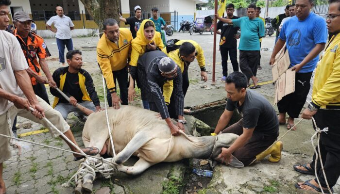 Golkar Medan Polonia Kurban Seekor Sapi Berbobot 400 Kg