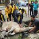 Golkar Medan Polonia Kurban Seekor Sapi Berbobot 400 Kg