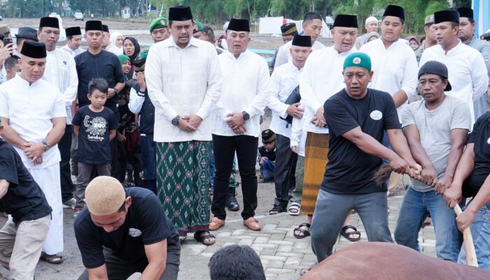 Wali Kota Medan Berkurban Satu Ekor Sapi