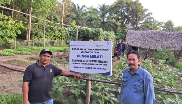 Hasil Tanaman Program P3L Binaan Medco Mulai Dipanen