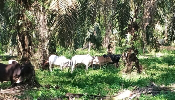 1.515 Ekor Hewan Kurban Disembelih Di Palas