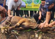 Jamiyah Singapore Dan BKPRMI Sebar 1.000 Hewan Kurban Di Indonesia