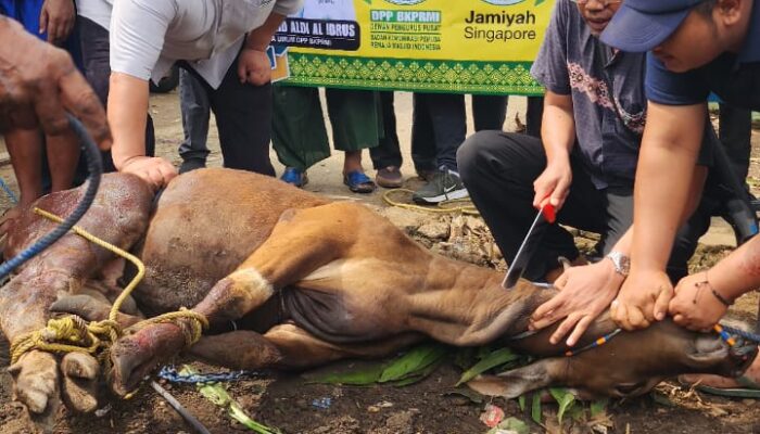 Jamiyah Singapore Dan BKPRMI Sebar 1.000 Hewan Kurban Di Indonesia