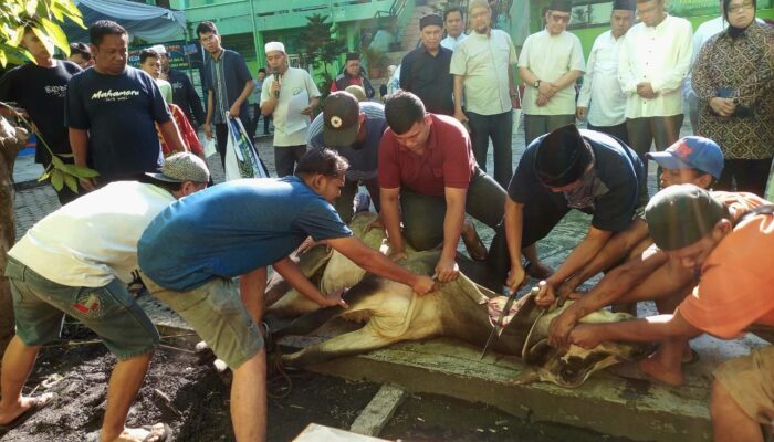 UISU Salurkan 1.000 Kupon Daging Kurban