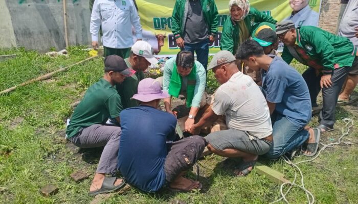 PKB Kota Medan Potong 2 Ekor Lembu Kurban pada Idul Adha 1445 H