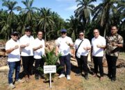 PTPN IV Regional II Tanam Perdana Kelapa Sawit 107 Ha Di Kebun Plasma KUD Tani Makmur Langkat