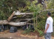 Pohon Tumbang Dihantam Angin Kencang