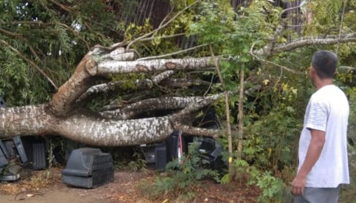 Pohon Tumbang Dihantam Angin Kencang