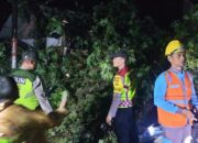 Dua Rumah Warga Aceh Utara Rusak Parah Tertimpa Pohon