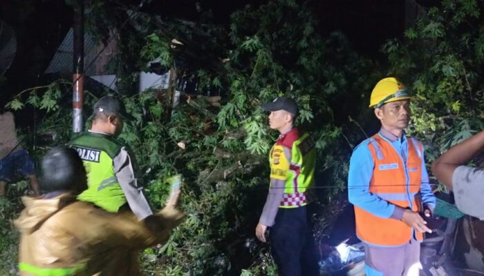 Dua Rumah Warga Aceh Utara Rusak Parah Tertimpa Pohon