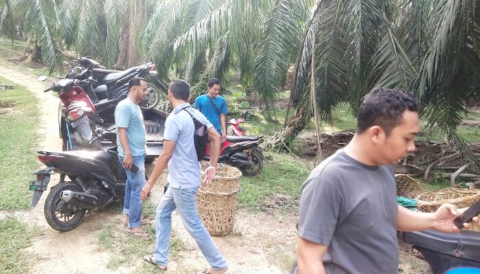 Polres Langsa Gerebek Judi Sabung Ayam Di Kebun Sawit