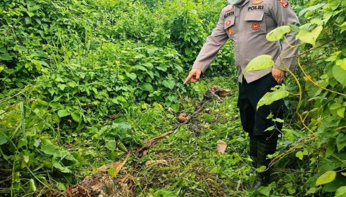 Lagi, Harimau Mangsa Ternak Di Aceh Timur