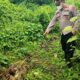 Lagi, Harimau Mangsa Ternak Di Aceh Timur