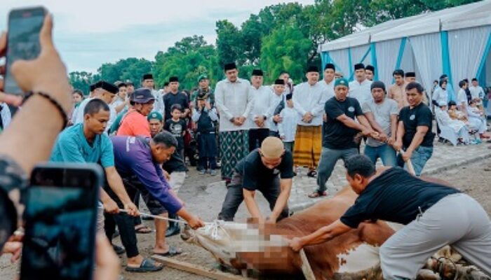 Di Medan, 9.716 Ekor Hewan Kurban Disembelih, Pemko Medan 212 Ekor