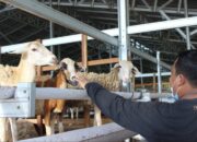 Dompet Dhuafa Waspada Hadirkan 3 Variasi Hewan Kurban