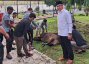 Rayakan Idul Adha 1445 HUPT Asrama Haji Medan Sembelih 6 Ekor Lembu