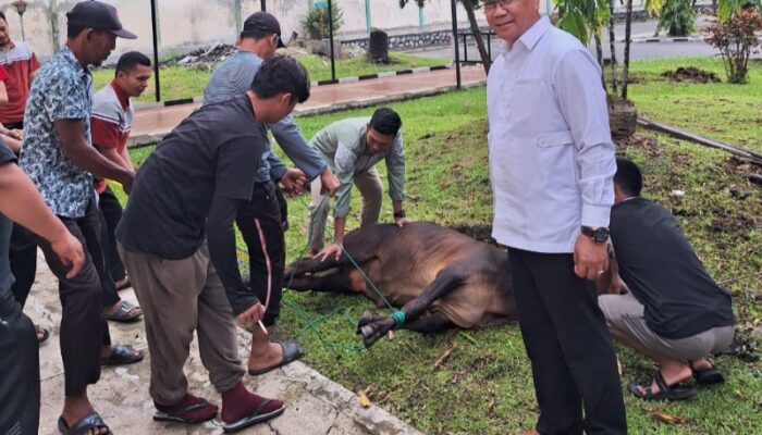 Rayakan Idul Adha 1445 HUPT Asrama Haji Medan Sembelih 6 Ekor Lembu