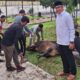 Rayakan Idul Adha 1445 HUPT Asrama Haji Medan Sembelih 6 Ekor Lembu