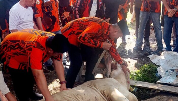 MPW Pemuda Pancasila Sumut Kurban 10 Ekor Sapi Di Idul Adha 1445 H