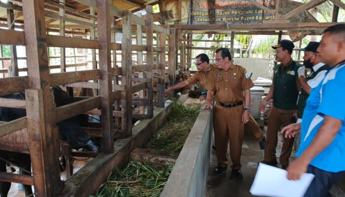 Distanbunnak Aceh Tamiang Periksa Hewan Kurban