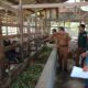 Kepala Distanbunnak Aceh Tamiang, Yunus saat meninjau langsung pemeriksaan hewan kurban di Kampung Matang Ara Aceh,Kecamatan Manyak Payed guna memastikan kesehatan hewan yang disembelih.(Waspada/Yusri).