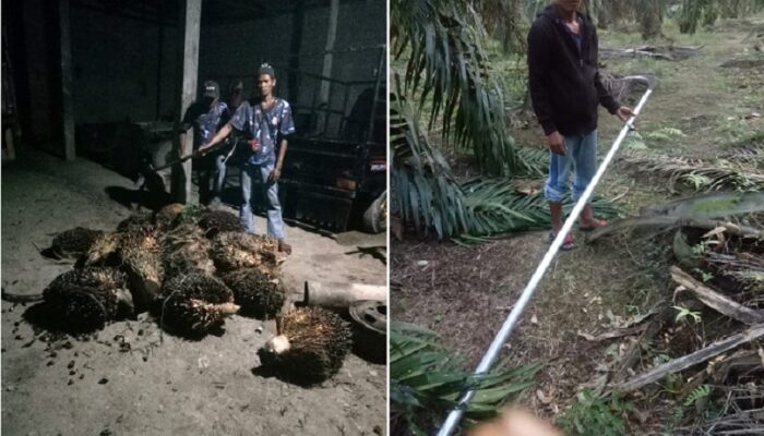 Penjaga Gagalkan Pencurian TBS Di Kebun Paluh Sipat