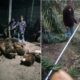 Barang bukti TBS dan egrek saat diamankan penjaga kebun di barak kebun sawit Paluh Sipat Desa Teluk Meku Kec.Babalan, Minggu (9/5/24) sore. Waspada/ist