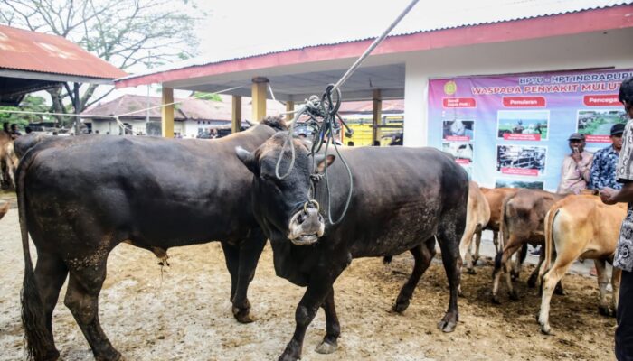 Stok Hewan Qurban Di Aceh Besar Capai Ribuan Ekor
