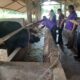 Kepala Bidang Peternakan dari Dinas Pangan, Pertanian dan Perikanan Kota Langsa, drh Silga bersama tim saat memeriksa sejumlah hewan qurban di beberapa titik di Langsa, Kamis (13/6). Waspada/Rapian.