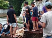 Bocah 4 Tahun Tewas Di Sungai Bahbolon