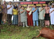 Polres P.Siantar Sembelih 5 Ekor Sapi Hewan Kurban