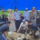 Putra Mahkota Alam Hasibuan didampingi istri bersama tokoh masyarakat Ikpos Sibuhuan usai menyerahkan hewan qurban.(Waspada/Ist)