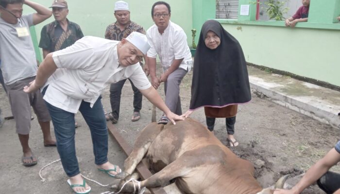 Dahnil Ginting Serahkan 1 Ekor Sapi Ke Kades Sampali Dan Berkurban Di 4 Titik