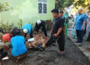 Keluarga Besar SMAN 1 BK Sembelih 2 Sapi 2 Kambing