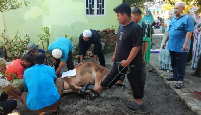 Keluarga Besar SMAN 1 BK Sembelih 2 Sapi 2 Kambing