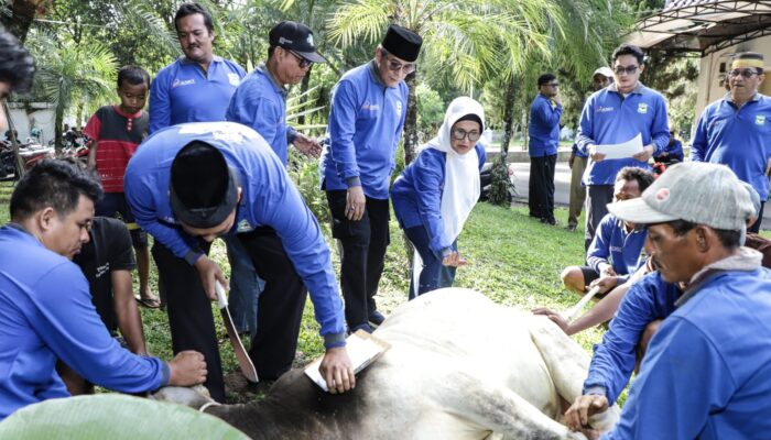 Pemko P.Siantar Sembelih 7 Ekor Sapi Hewan Kurban