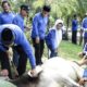 Wali Kota Pematangsiantar Susanti Dewayani (tiga kanan berdiri) turut menyaksikan penyembelihan tujuh ekor sapi sebagai hewan kurban Pemko di momen Hari Raya Idul Adha 1445 H/2024 M di halaman rumah dinas wali kota, Jl. Kapten MH. Sitorus, Selasa (18/6).(Waspada-Ist).