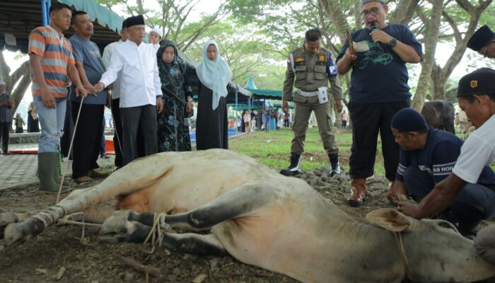 Pemkab Asahan Sembelih 13 Hewan Kurban