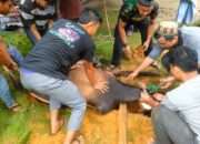 Kurban Kampong Penanggalan 15 Sapi, 12 Kambing