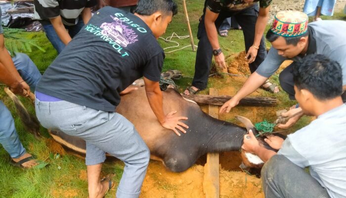 Kurban Kampong Penanggalan 15 Sapi, 12 Kambing