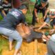 SAPI kurban Ikatapsel dalam proses penyembelihan. (Waspada/Ist)