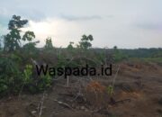 8 Bulan Terlantar, Puluhan Hektar Lahan PSR Labura Belum Bertanam