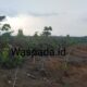Terlihat areal PSR di Desa Kuala Beringin bekas tanaman karet yang belum bertanam hingga kini, Rabu (19/6). Waspada/Ilyas Munthe