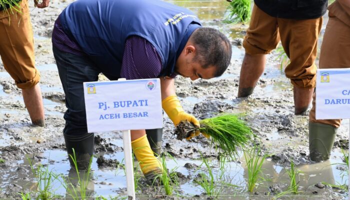 Pj Bupati Aceh Besar Tanam Perdana Padi MT Gadu 2024