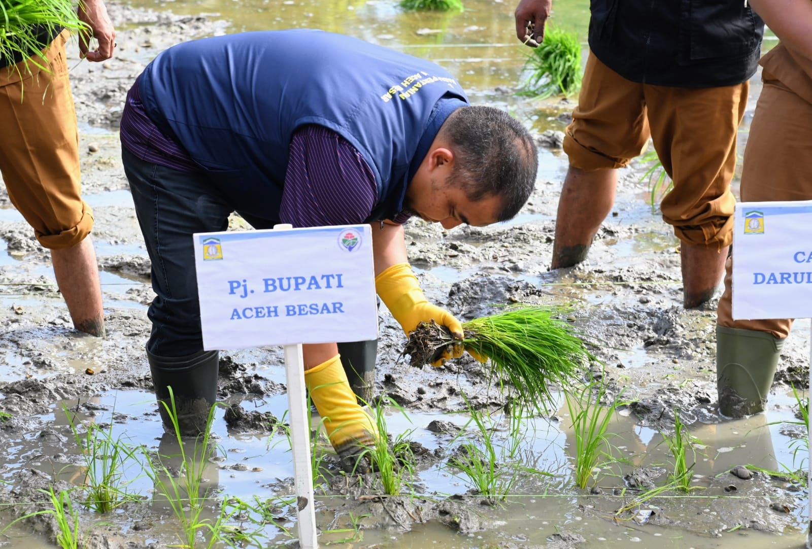 Pj Bupati Aceh Besar, Muhammad Iswanto menanam padi perdana Tahun 2024 di area persawahan Gampong Lamkawe, Kecamatan Darul Imarah, Aceh Besar, Selasa (4/6). (Waspada/Ist)